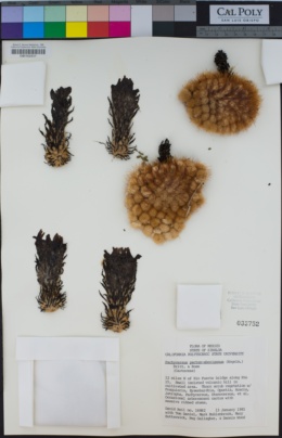 Image of Pachycereus pecten-aboriginum