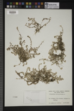 Illecebrum verticillatum image