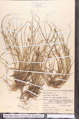Carex hirsutella image