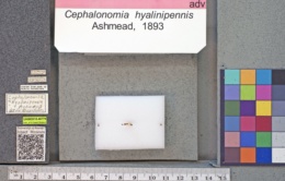 Image of Cephalonomia hyalinipennis