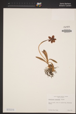 Image of Fritillaria roderickii
