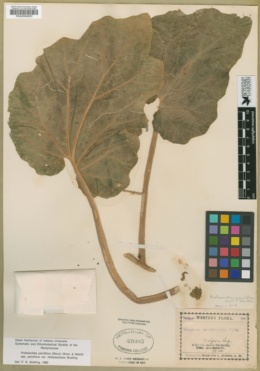 Proboscidea parviflora subsp. parviflora var. hohokamiana image