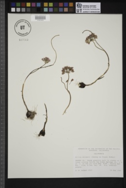 Allium abramsii image