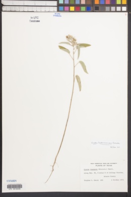 Croton lindheimerianus image