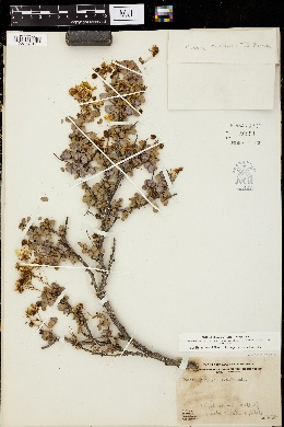 Image of Cassia purpusii