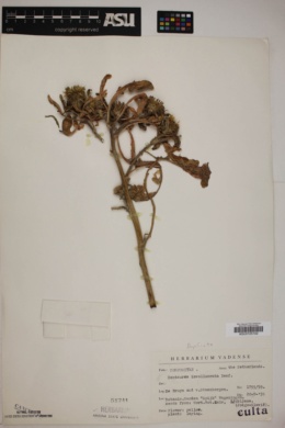 Image of Centaurea involucrata
