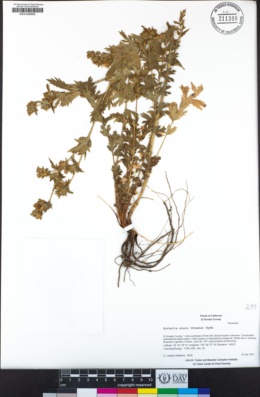Horkelia californica image