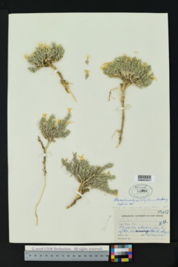 Phlox austromontana subsp. densa image