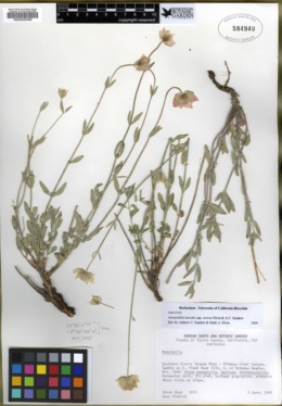Monardella linoides subsp. sierrae image