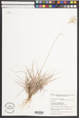 Cymbopogon obtectus image