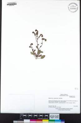 Phacelia caerulea image