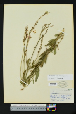 Oenothera coloradensis subsp. neomexicana image