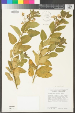 Solanum wallacei image