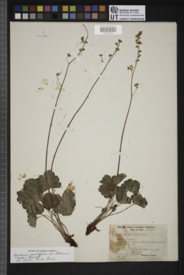 Heuchera parvifolia var. utahensis image