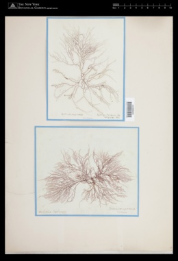 Batrachospermum americanum image