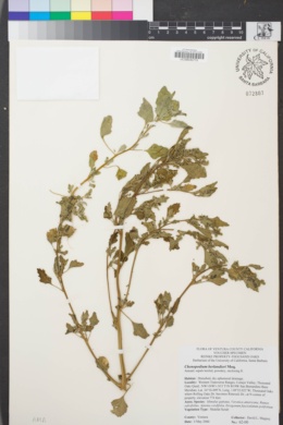 Image of Chenopodium berlandieri