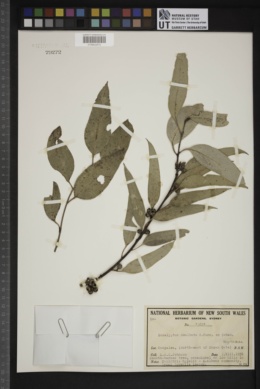 Eucalyptus dealbata image