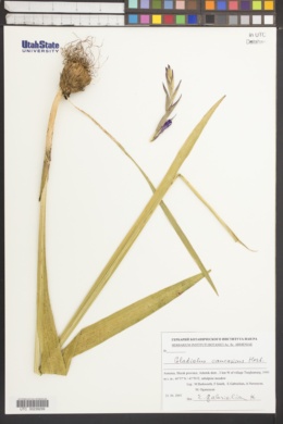 Image of Gladiolus caucasicus