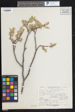 Image of Salix pseudolapponum