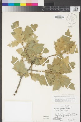 Quercus × ganderi image