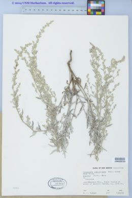 Artemisia ludoviciana subsp. sulcata image