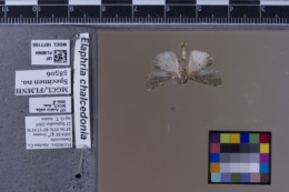 Elaphria chalcedonia image