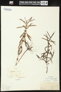 Ammannia linifolia image