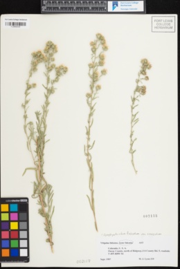 Symphyotrichum falcatum var. crassulum image