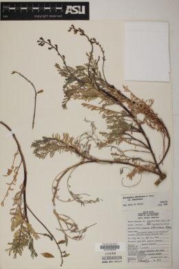 Astragalus allochrous var. allochrous image