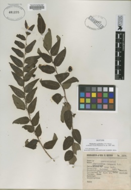 Image of Phyllanthus petaloideus