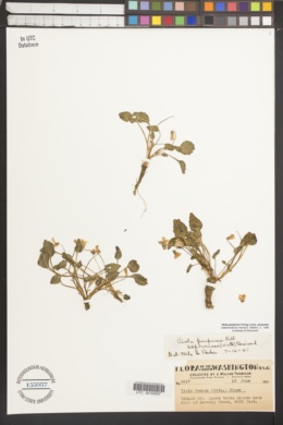 Viola purpurea subsp. purpurea image