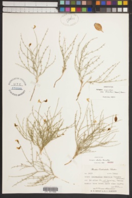 Astragalus cusickii var. sterilis image