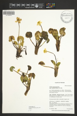 Caltha biflora image