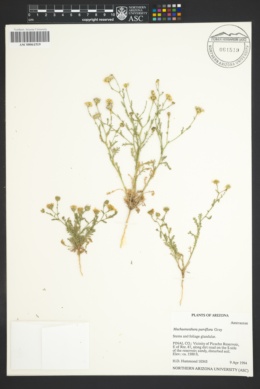 Image of Leucosyris parviflora