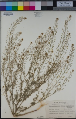 Image of Descurainia brevisiliqua