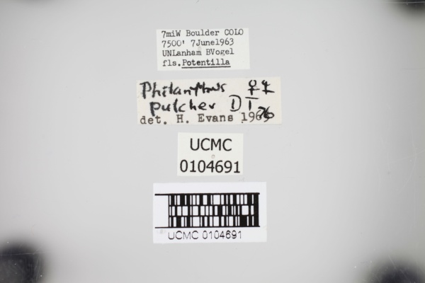 Philanthus pulcher image
