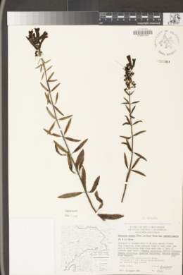 Keckiella ternata var. septentrionalis image