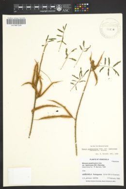 Mimosa quadrivalvis var. leptocarpa image