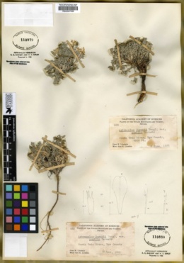 Astragalus purshii var. pumilio image