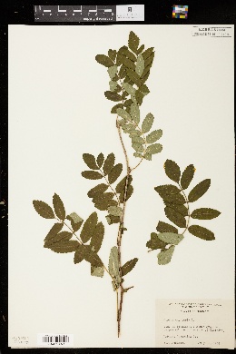 Image of Sorbus amurensis