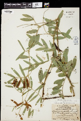 Lathyrus palustris var. linearifolius image