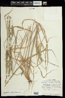 Setariopsis latiglumis image