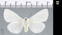 Spilosoma latipennis image