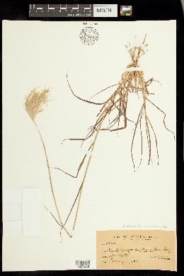 Bothriochloa saccharoides image