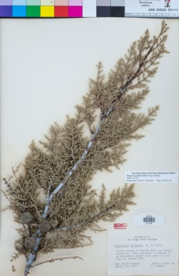 Cupressus guadalupensis var. forbesii image