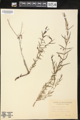 Image of Nesaea longipes