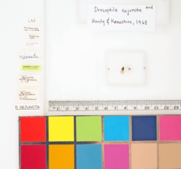 Drosophila sejuncta image