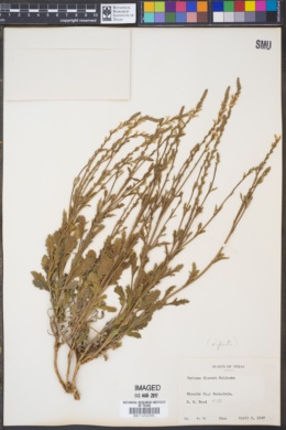 Verbena cloveri image
