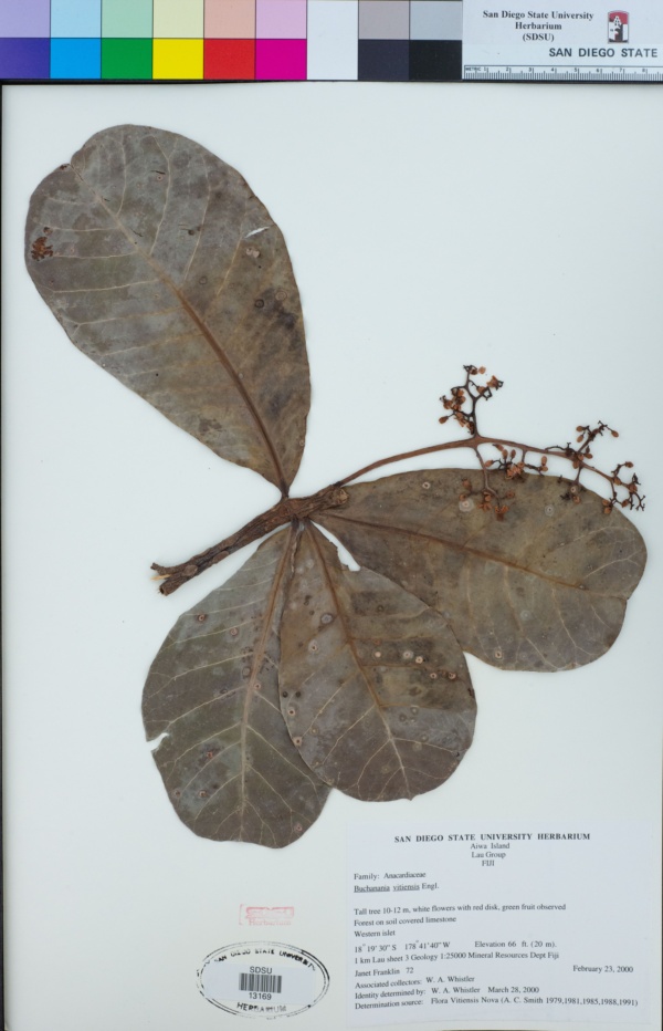 Buchanania vitiensis image