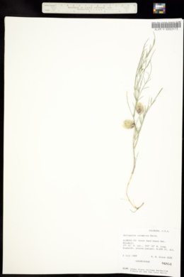 Image of Astragalus ceramicus